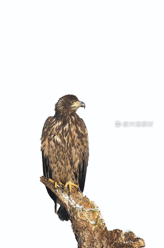 白尾鹰(Haliaeetus albicilla)